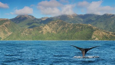 Analysis Warming Oceans May Force New Zealands Sperm And Blue Whales