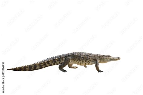 Thailand Baby Crocodile looking Isolated on White Background Stock ...