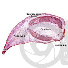 Funaria hygrometrica. Capsule. Longitudinal section. 64X - Funaria sp ...