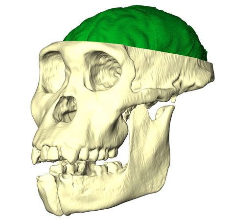 eScienceCommons: Hominid skull hints at later brain evolution