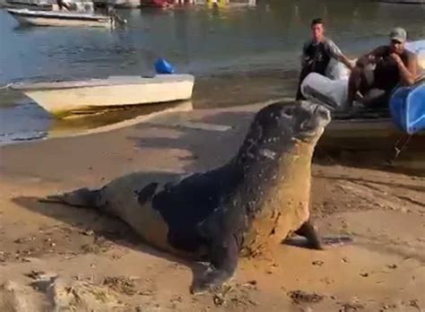 Elefante marinho é flagrado em praia de Ubatuba no litoral paulista