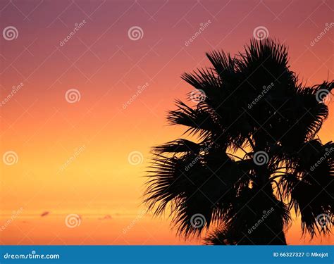 Palm Tree Silhouette On Sunset Sky Stock Image Image Of Clearwater