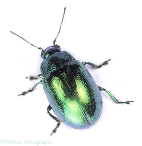 Mint Beetle photo WP05969