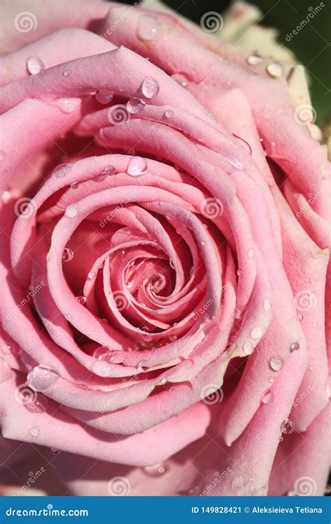 Sweet Pink Rose In Soft Color And Drops Water Stock Image Image Of