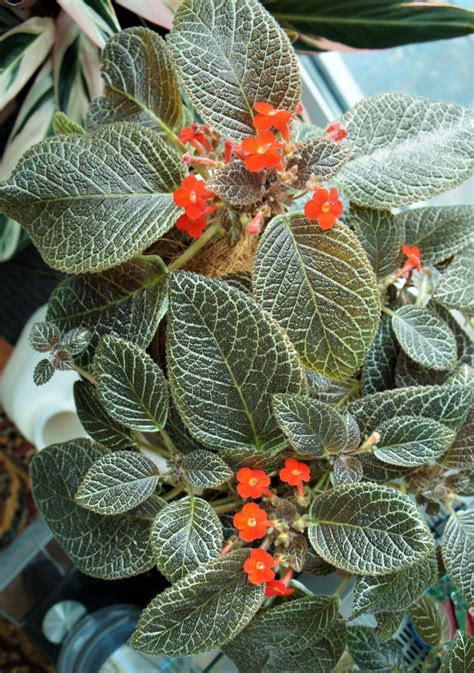 Photo Of The Entire Plant Of Episcia Karlyn Posted By Skylark