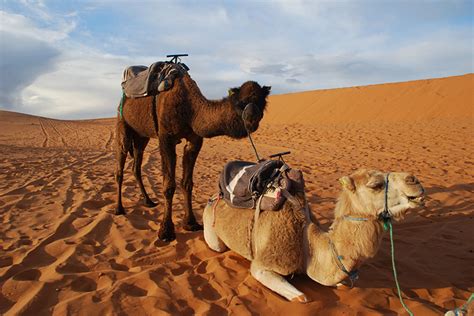 Aventura En El Sahara De La Garganta De Todra A Las Dunas De Erg