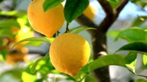 Pianta Di Limone Consigli Utili Su Come Ottenere Ricchi Raccolti