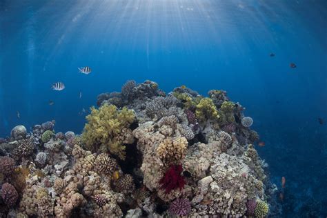 Coral Reef Conservation Diverse Divers