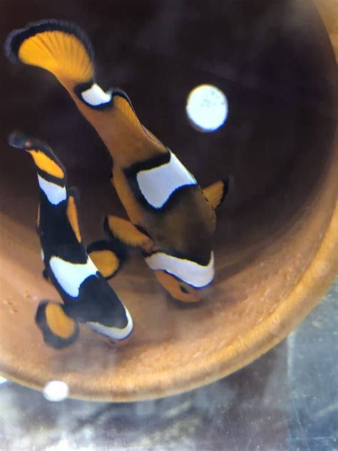 Clownfish BREEDING PAIRS | REEF2REEF Saltwater and Reef Aquarium Forum