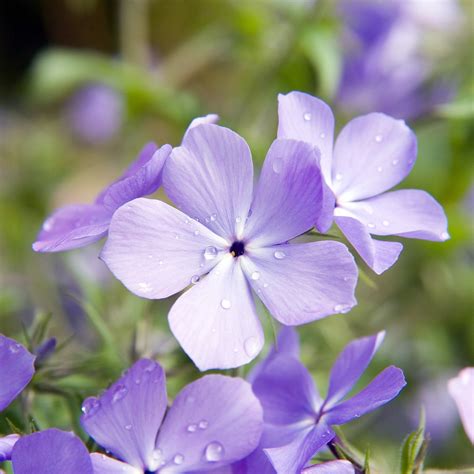 Phlox divaricata 'Blue Moon' #1 ('Blue Moon' Woodland Phlox) - Scioto ...