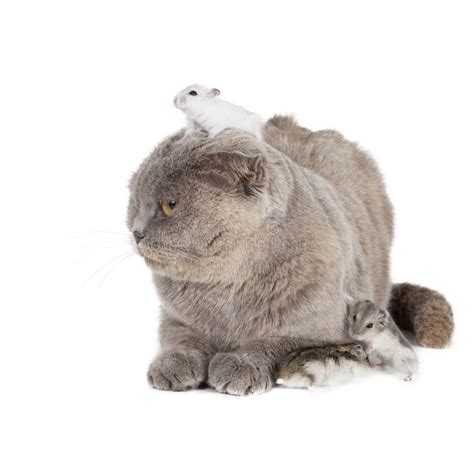 Hund Katze Und Hamster Stockbild Bild Von Tier Studio 34451743