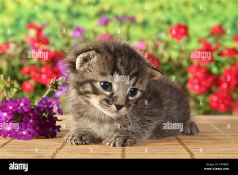 Domestic Cat Kitten 16 Days Stock Photo Alamy