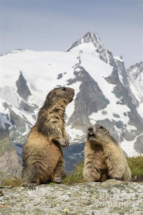 Alpine Marmots Photograph by Arterra Picture Library - Pixels