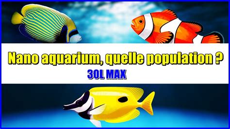 Quels Poissons Dans Un Nano Aquarium De L Max Youtube