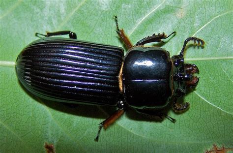 Horned Passalus Beetle: Identification, Life Cycle, Facts & Pictures