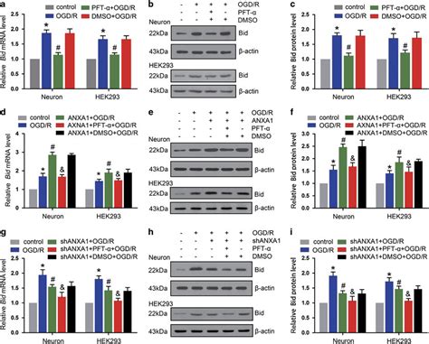 Anxa Coregulates The Expression Of Bid With P A Qpcr Results