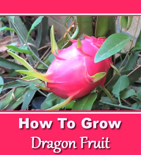 How To Grow Dragon Fruit