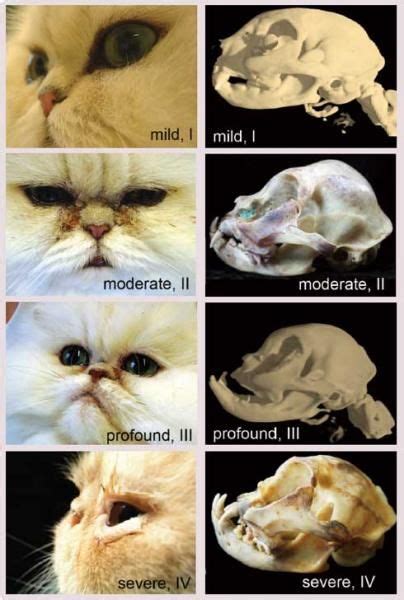 Persian Cat Skull Vs Regular Cat - Pets Lovers