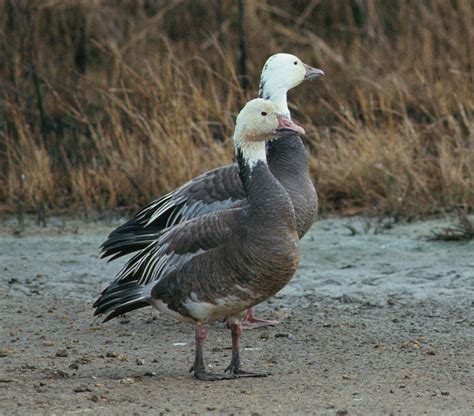 Geese: Light Geese vs. Dark Geese