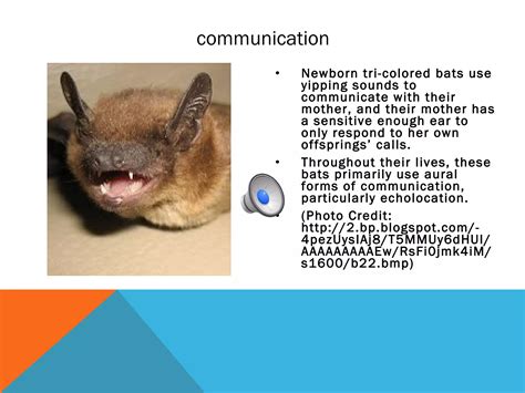 Tri colored bat presentation | PPS