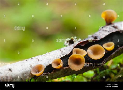 Brown Cup Fungi Stock Photo Alamy