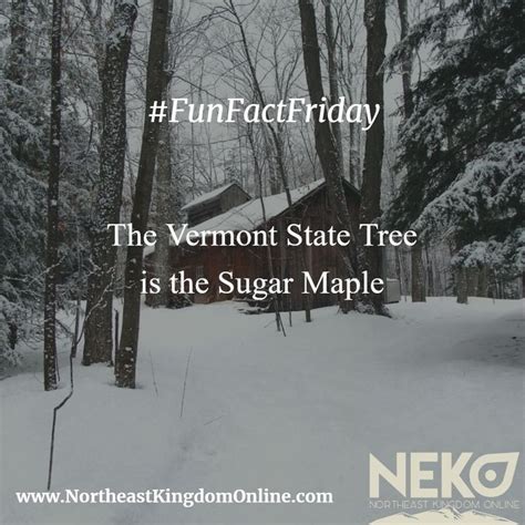 The Vermont State Tree is the Sugar Maple! #Vermont #SugarMaple #Trees ...