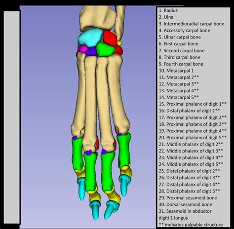 Vm Carpus And Metacarpus Diagram Quizlet