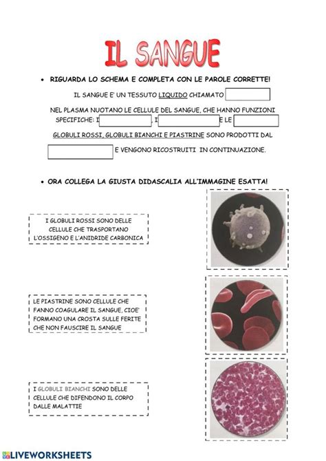 Il Sangue Worksheet Sangue Scienza Natura Scienza