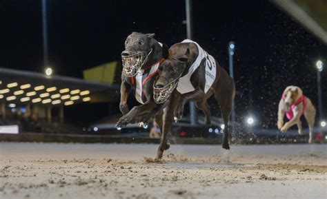 GCA Run Of The Month July Palawa King Greyhound Clubs Australia