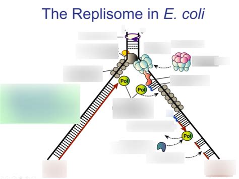 BC2023 Genetics Diagram - The Simplified Replisome Diagram | Quizlet