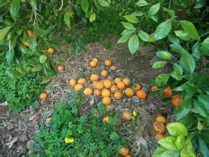 Nuevo Recorte De Cobertura De Agroseguro En Los C Tricos