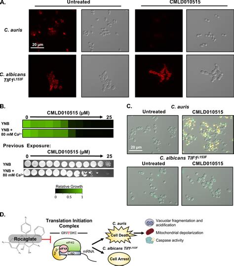 Sensitive C Auris Cells Display A Loss Of Mitochondrial Membrane