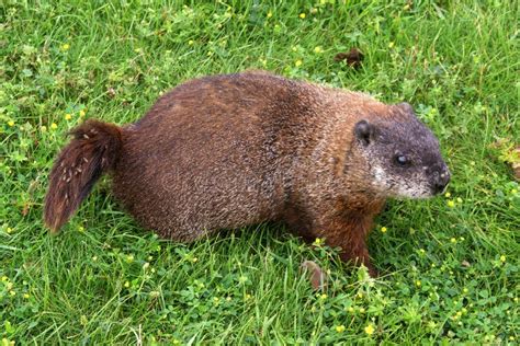 Groundhog (Woodchuck) stock photo. Image of flys, rodent - 6001602