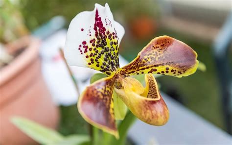 Bela orquídea híbrida phalaenopsis cultivada em estufa Foto Premium