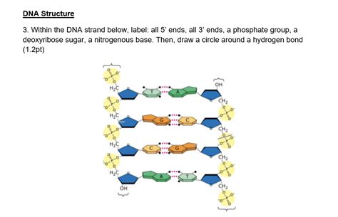 Solved DNA Structure 3 Within The DNA Strand Below Label Chegg