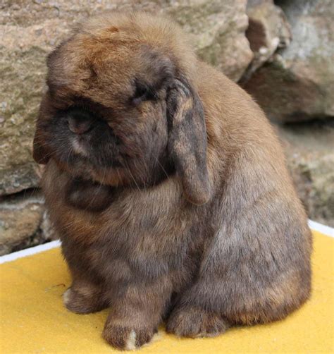 Holland Lop Rabbit Breed Lafeber Co Small Mammals