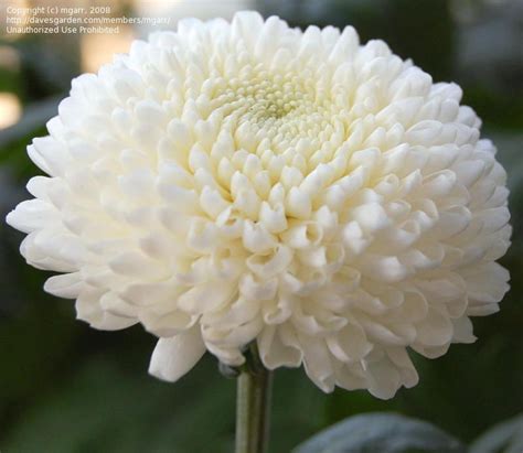 Plantfiles Picture 1 Of Chrysanthemum Garden Mum Florists Mum