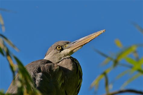 Grå Heron Hegre Fugl Gratis foto på Pixabay Pixabay