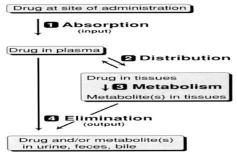 Principles Of Pharmacokinetics Flashcards Quizlet