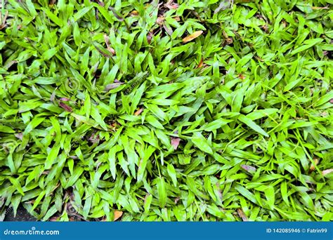 Fundo De Uma Relva Verde Textura Verde De Erva Verde De Um Campo Foto