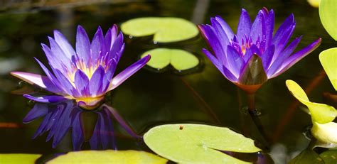 Water lilies | theINFP