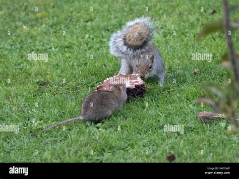 Grey squirrel and rat fight over food a chocolate birthday cake Stock Photo - Alamy