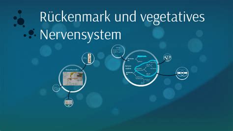 Rückenmark und vegetatives Nervensystem by Annabell Heyden on Prezi