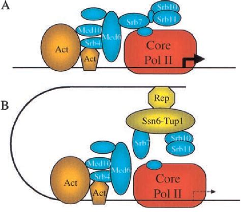 PDF Transcriptional Repression The Long And The Short Of It