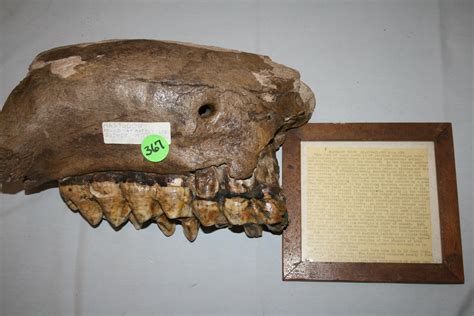 mastodon animal tooth 4