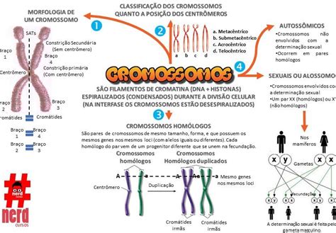 Cromossomos Nerdcursos Mapas Mentais Cromossomos Homologos Biologia