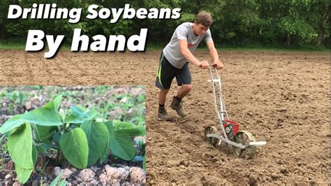 Drilling Soybean Food Plot By Hand 1 Row Push Corn Planter YouTube