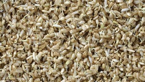 Can Brown Rice Be Sprouted? Complete Guide for Beginners