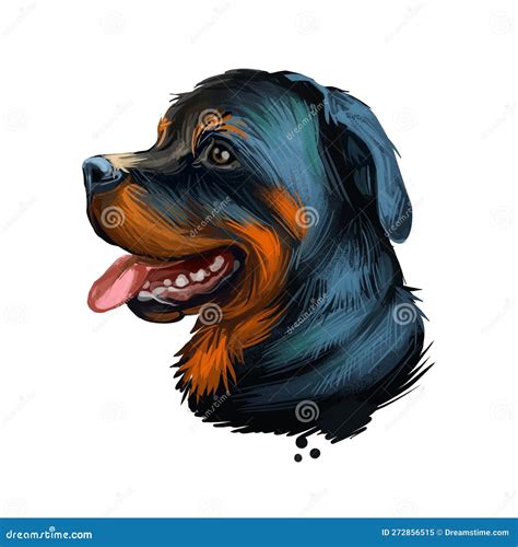 Rottweiler Dog Portrait Isolated On White Digital Art Illustration