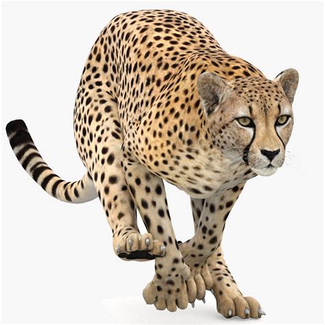 Cheetah 3D Models download - Free3D